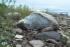 Cape Crocker and my favorite ROCK